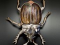 Tumble Me Tender - Sterling Silver Dung Beetle - 3.5 inches